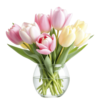 A vase filled with pink and white tulips png