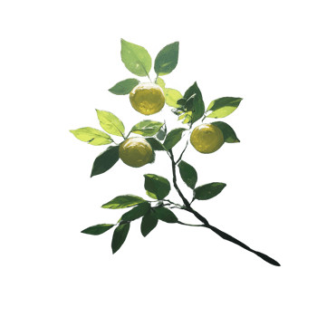 Lush green branch with bright yellow citrus fruits, showcasing nature's beauty against a clean white background. png