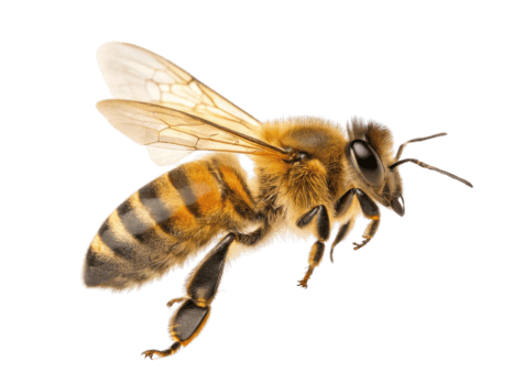 close up of honey bee with detailed features, showcasing its wings and striped body, symbolizing nature beauty and pollination png
