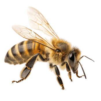 close up of bee showcasing its detailed features, including wings and body patterns, highlighting its importance in nature png