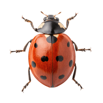 close up view of ladybug showcasing its vibrant red shell with black spots, highlighting its intricate details and natural beauty png