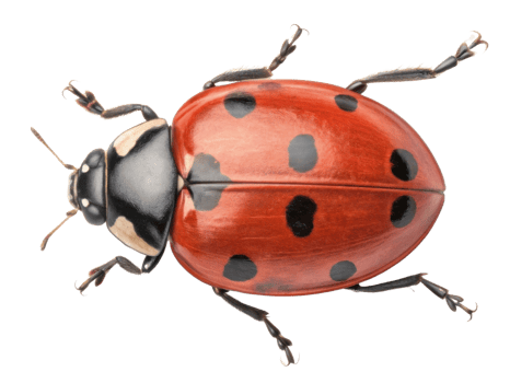 detailed illustration of ladybug with vibrant red shell and black spots, showcasing its unique features and natural beauty png