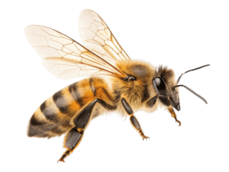 detailed close up of honey bee showcasing its delicate wings and fuzzy body, symbolizing nature beauty and pollination png