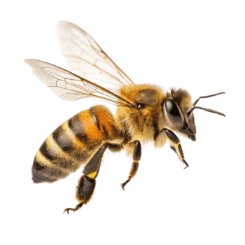 close up of bee with detailed features, showcasing its wings and body in flight, highlighting its importance in nature and pollination png