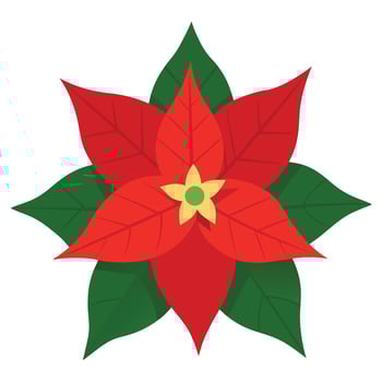 Poinsettia Flower with Red Petals and Green Leaves on a White Background Design vector