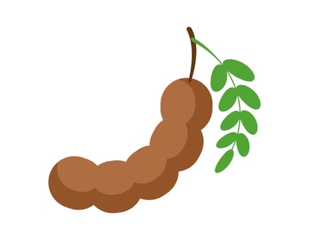 tamarind illustration for coloring book template, tamarind for kids worksheet printable vector