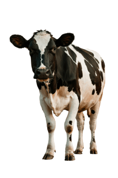 Holstein dairy cow exudes tranquility with its striking black and white pattern and serene presence on transparent background png