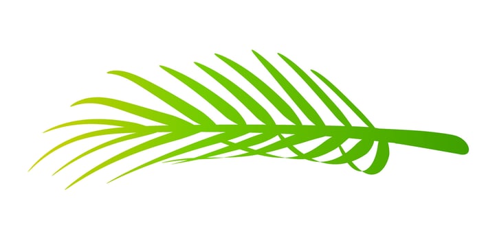 coconut leaves, coconut palm leaf nature vector