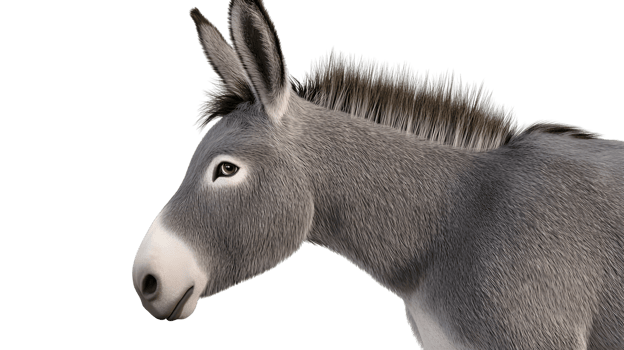 Grey Donkey Profile Farm Animal Portrait Equine Photography png