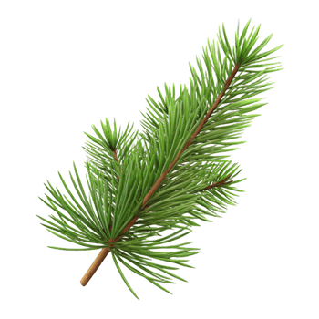 gorgeous rustic Pine branch with needles NO BACKGROUND with Transparent Background. top-tier png