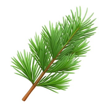 immaculate surreal Pine branch with needles NO BACKGROUND with Transparent Background. premium png