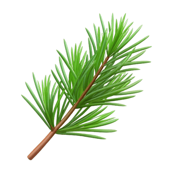 spectacular sought-after Pine branch with needles NO BACKGROUND with Transparent Background. png