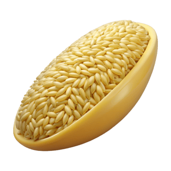 coveted elegant Single grain of rice NO BACKGROUND with Transparent Background. crisp png