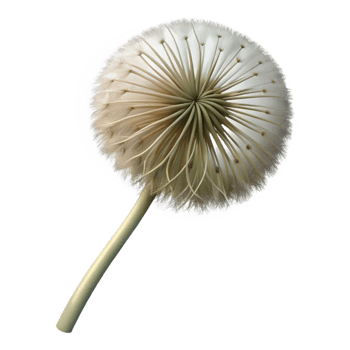 romantic elegant Single dandelion seedhead NO BACKGROUND with Transparent Background. fine detail png