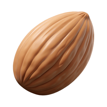 splendid vintage A single raw almond nut NO BACKGROUND with Transparent Background. studio quality png