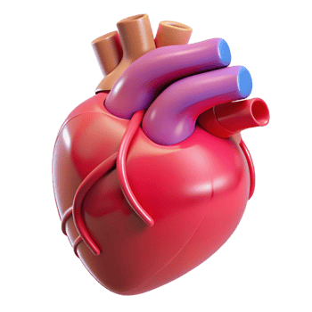 spectacular dynamic classic Heart, human organ, NO BACKGROUND with Transparent Background. premium png
