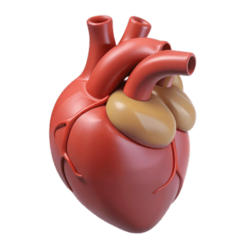 captivating classic Heart, human organ, NO BACKGROUND with Transparent Background. gallery standard png