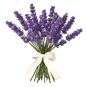 Lavender bouquet tied neatly ribbon fresh purple flowers green leaves png