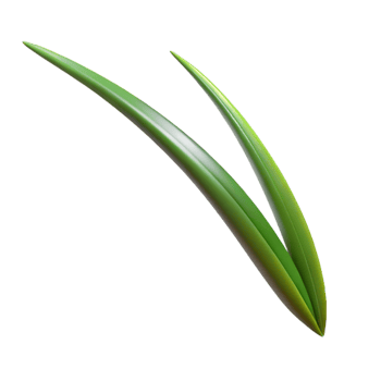 calm hypnotic Single blade of grass NO BACKGROUND with Transparent Background. flawless png