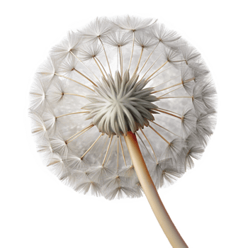 beautiful baroque Close-up of a dandelion seed head NO BACKGROUND with Transparent Background. gallery standard png
