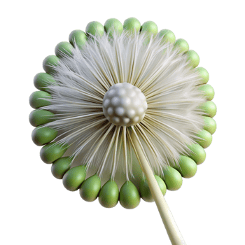 coveted artistic Close-up of a dandelion seed head NO BACKGROUND with Transparent Background. ultra HD png