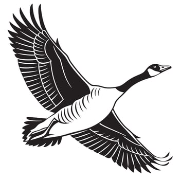 Black And White Canada Goose Flying vector