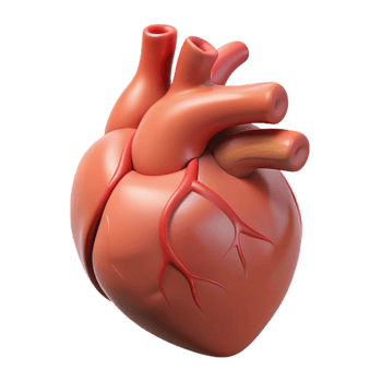 tranquil fascinating A human heart, anatomically correct, NO BACKGROUND with Transparent Background. handcrafted png