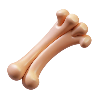 memorable bohemian Animal bone, rib NO BACKGROUND with Transparent Background. gallery standard png