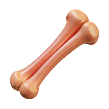 exquisite inspired Animal bone, rib NO BACKGROUND with Transparent Background. png