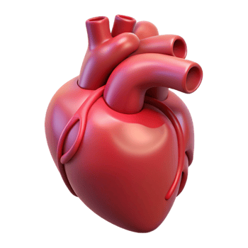 vibrant exemplary A human heart, anatomically correct and stylized. NO BACKGROUND with Transparent Background. png