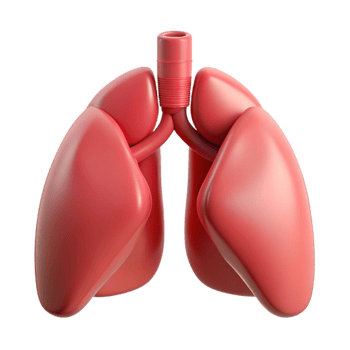 sumptuous abstract Lungs, human, NO BACKGROUND with Transparent Background. exclusive png