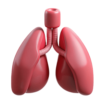 dramatic striking Lungs, human, NO BACKGROUND with Transparent Background. high quality png