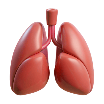 sumptuous nostalgic organic Lungs, human, NO BACKGROUND with Transparent Background. precision png
