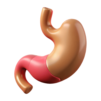 magnificent futuristic Stomach, human, NO BACKGROUND with Transparent Background. original png
