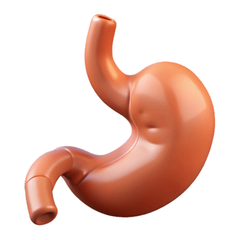 glorious urban Stomach, human, NO BACKGROUND with Transparent Background. sharp png