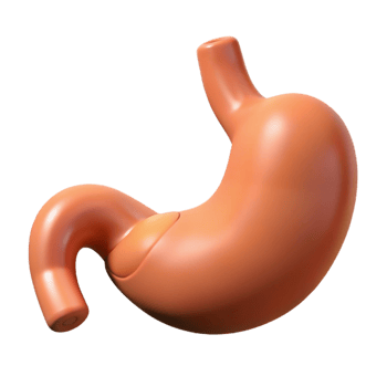 iconic classic Stomach, human, NO BACKGROUND with Transparent Background. masterfully captured png