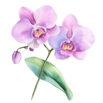 Watercolor orchid blossom on transparent background. png