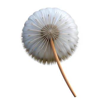 glorious coastal Single dandelion seedhead NO BACKGROUND with Transparent Background. high resolution png