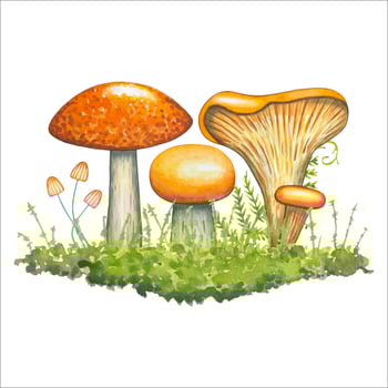 Composition with mushrooms, green grass. Watercolor vector