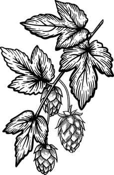 Hop Branch with Cones Illustration in Black and White vector