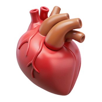 spectacular bohemian A human heart, anatomically correct. NO BACKGROUND with Transparent Background. original png