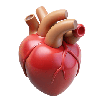 splendid tranquil elegant A human heart, anatomically correct. NO BACKGROUND with Transparent Background. high quality png