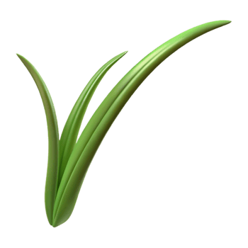 enchanting distinctive Single blade of grass NO BACKGROUND with Transparent Background. png