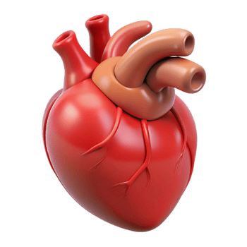 standout creative A human heart, anatomically accurate, NO BACKGROUND with Transparent Background. original png