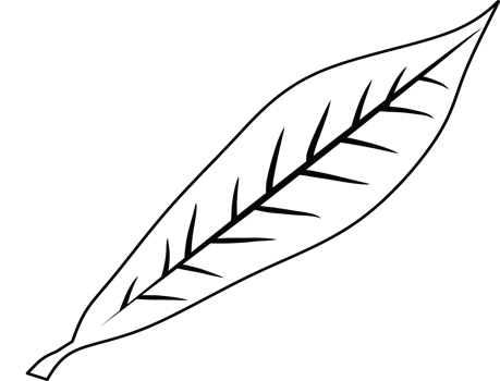 An artistic black and white outline of a leaf displaying veins for design purposes. Suitable for educational, artistic, and decorative uses in manuals, creative projects, or as a template png