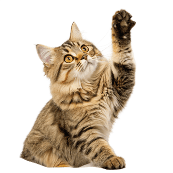 Playful Longhaired Tabby Cat Reaching Upward with Paw png