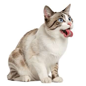 Snowshoe Cat Licking Nose, Blue Eyes, Sitting Against, Studio Shot png