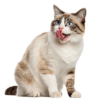 Blue Eyed Cat with Tongue Out, Licking Lips png