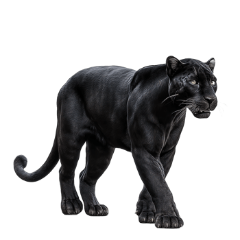 Black Panther Prowling Transparent Background png