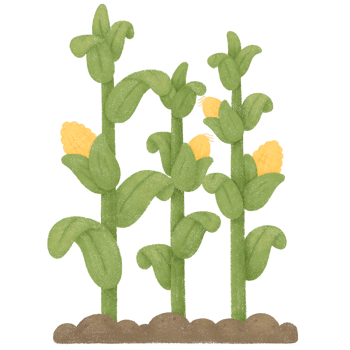 Three corn plants png